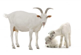 Hermaphroditism and Polled Goats